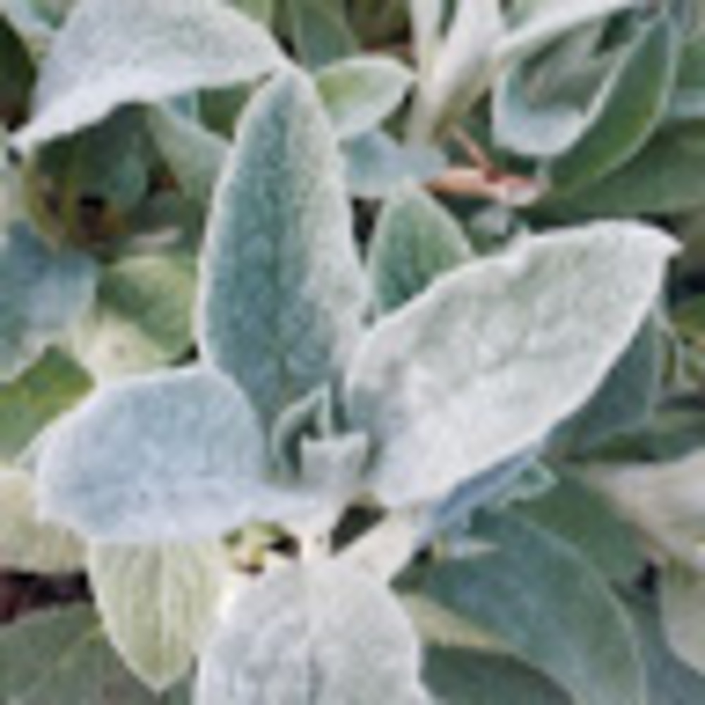 Meet your Posher, Cassandra